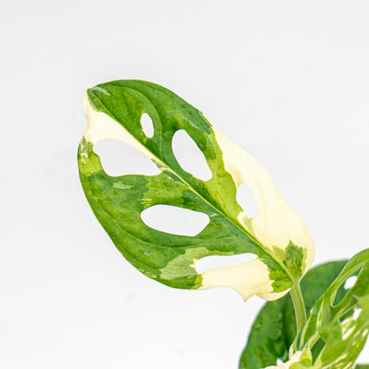 Monstera Adansonii Variegated