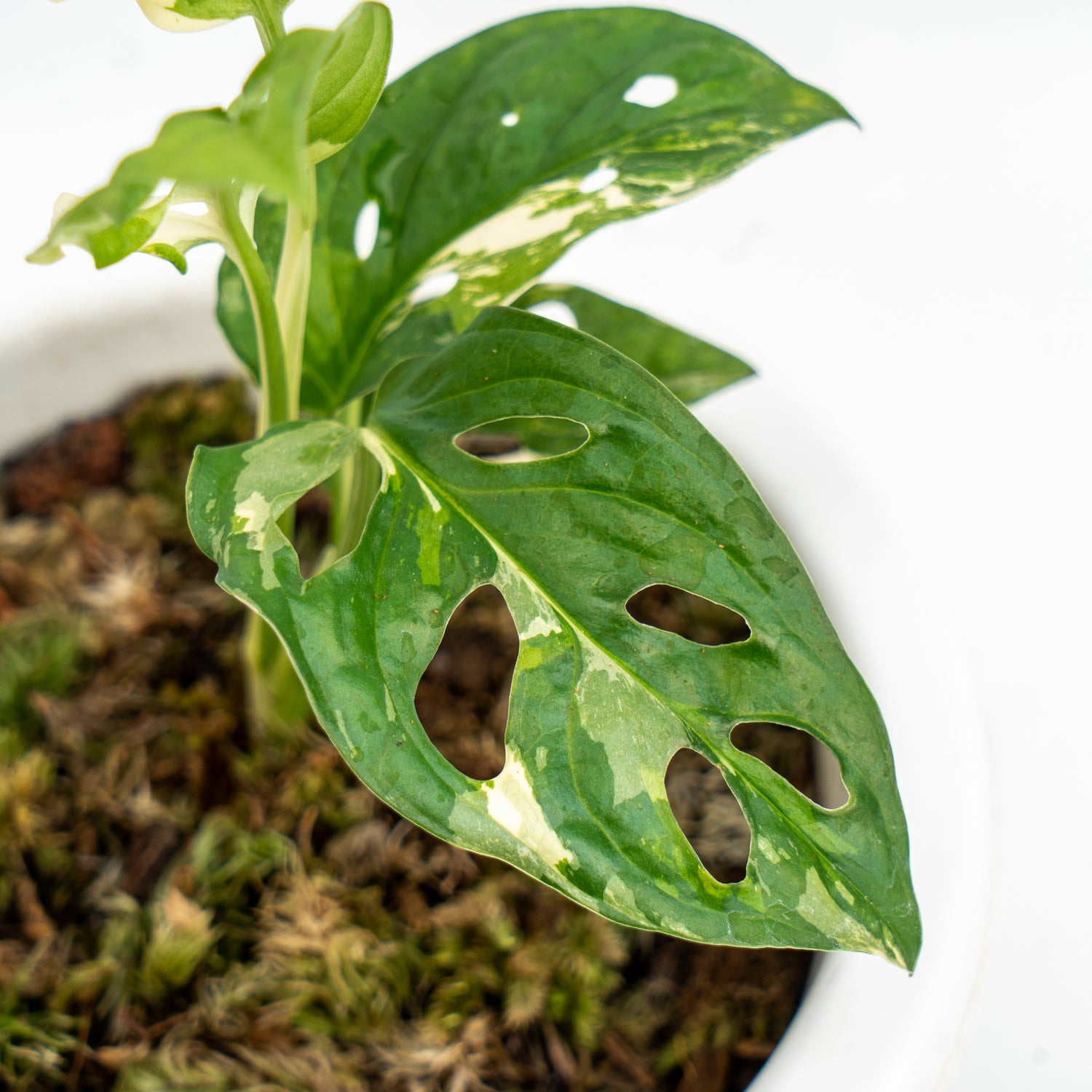 Monstera Adansonii Variegated