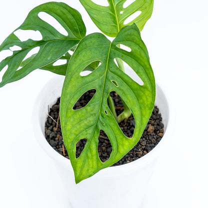 Monstera Adansonii Friedrichsthalii - Swiss Cheese - Greenspaces.id