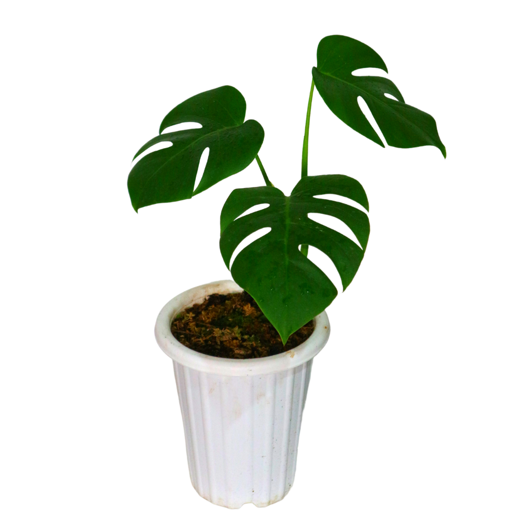 Monstera Borsigiana