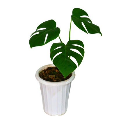 Monstera Borsigiana