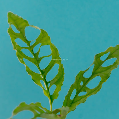 Monstera Obliqua