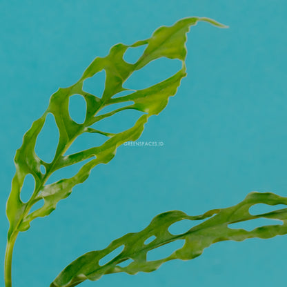 Monstera Obliqua