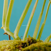 Monstera adansonii variegated indonesia - Greenspaces.id