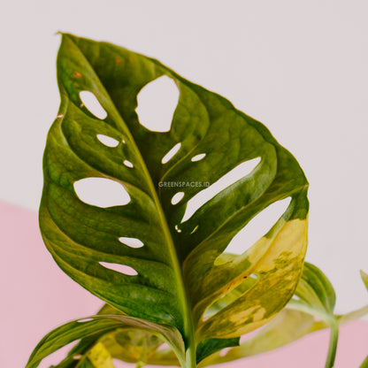 Monstera adansonii yellow japan - Greenspaces.id