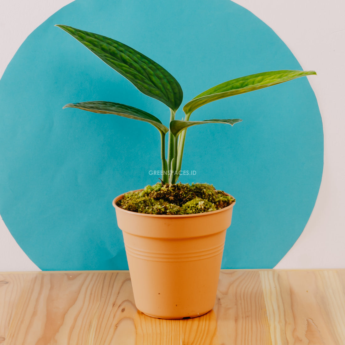 Monstera karstenianum - Greensapces.id