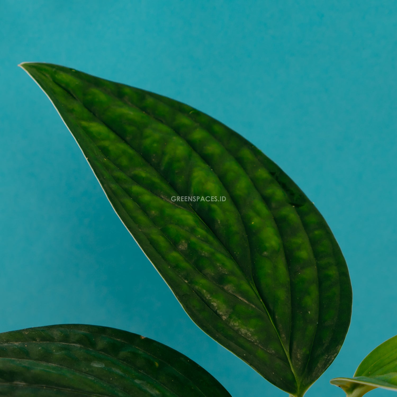 Monstera karstenianum - Greensapces.id