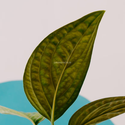 Monstera karstenianum - Greensapces.id