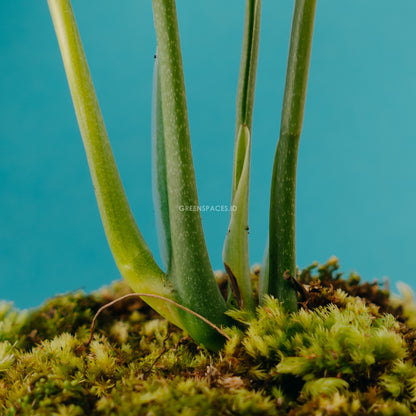Monstera karstenianum - Greensapces.id