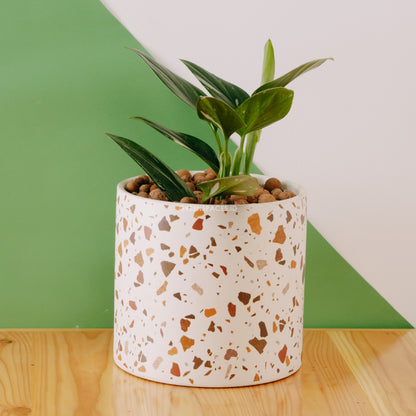 Monstera standleyana - Greenspaces.id