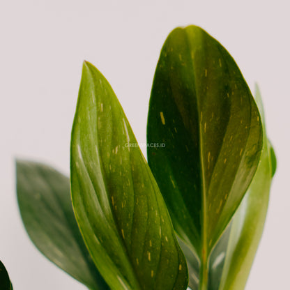Monstera standleyana - Greenspaces.id