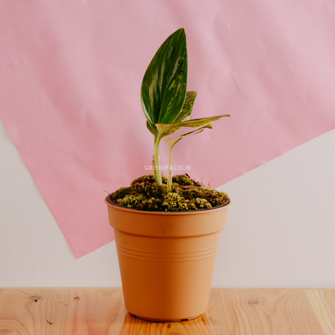 Monstera standleyana yellow variegated - Greenspaces.id