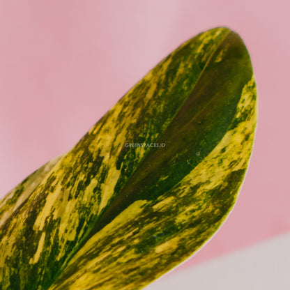 Monstera standleyana yellow variegated - Greenspaces.id