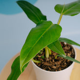 Philodendron domesticum