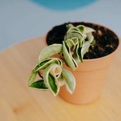 Hoya Compacta Variegated