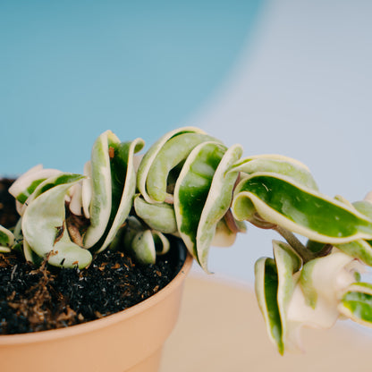 Hoya Compacta Variegated
