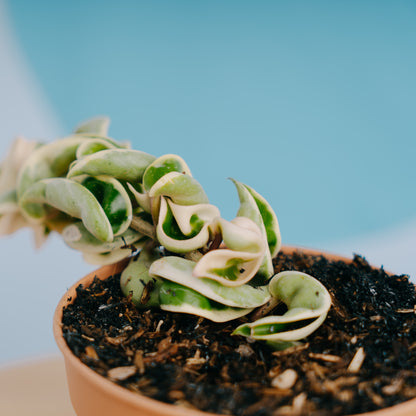 Hoya Compacta Variegated