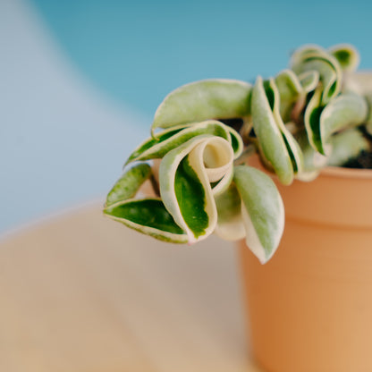 Hoya Compacta Variegated