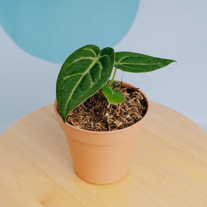 Anthurium papillilaminum hybrid