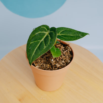 Anthurium papillilaminum hybrid