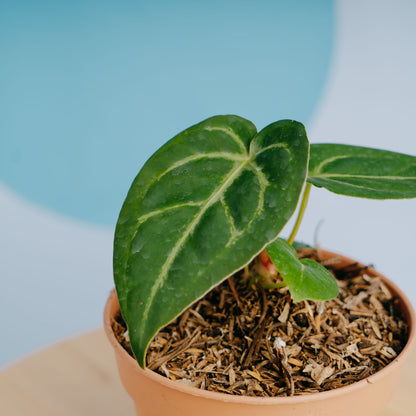 Anthurium papillilaminum hybrid