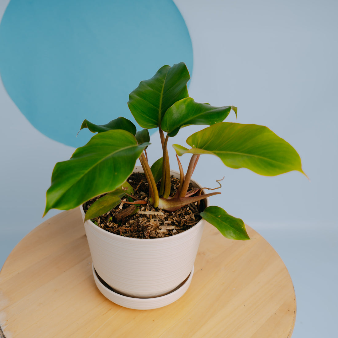 Philodendron Snow drift