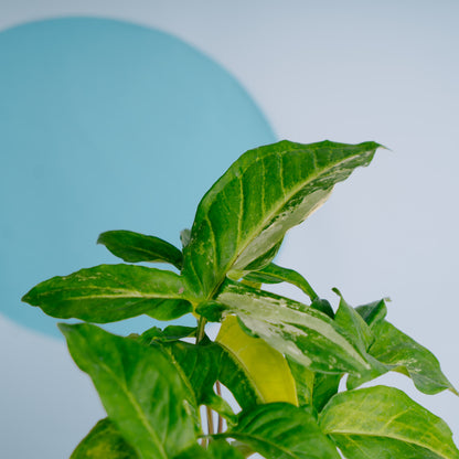 Syngonium augustatum variegated