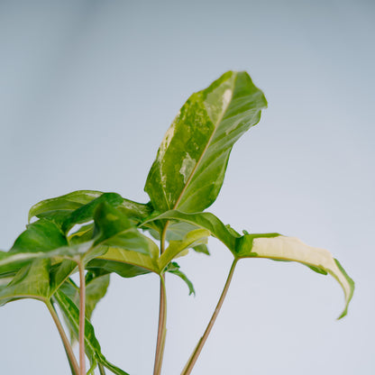 Syngonium augustatum variegated