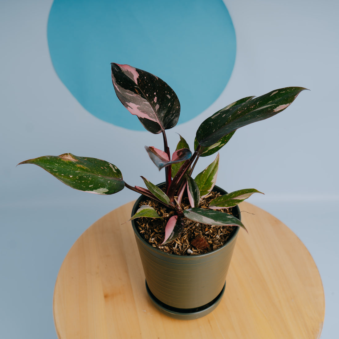 Philodendron pink princess black cherry  - Greenspaces.id