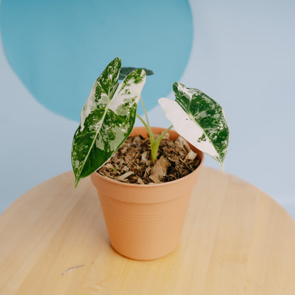 Alocasia Frydek variegated - Greenspaces.id