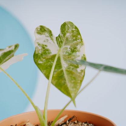 Alocasia Frydek variegated - Greenspaces.id