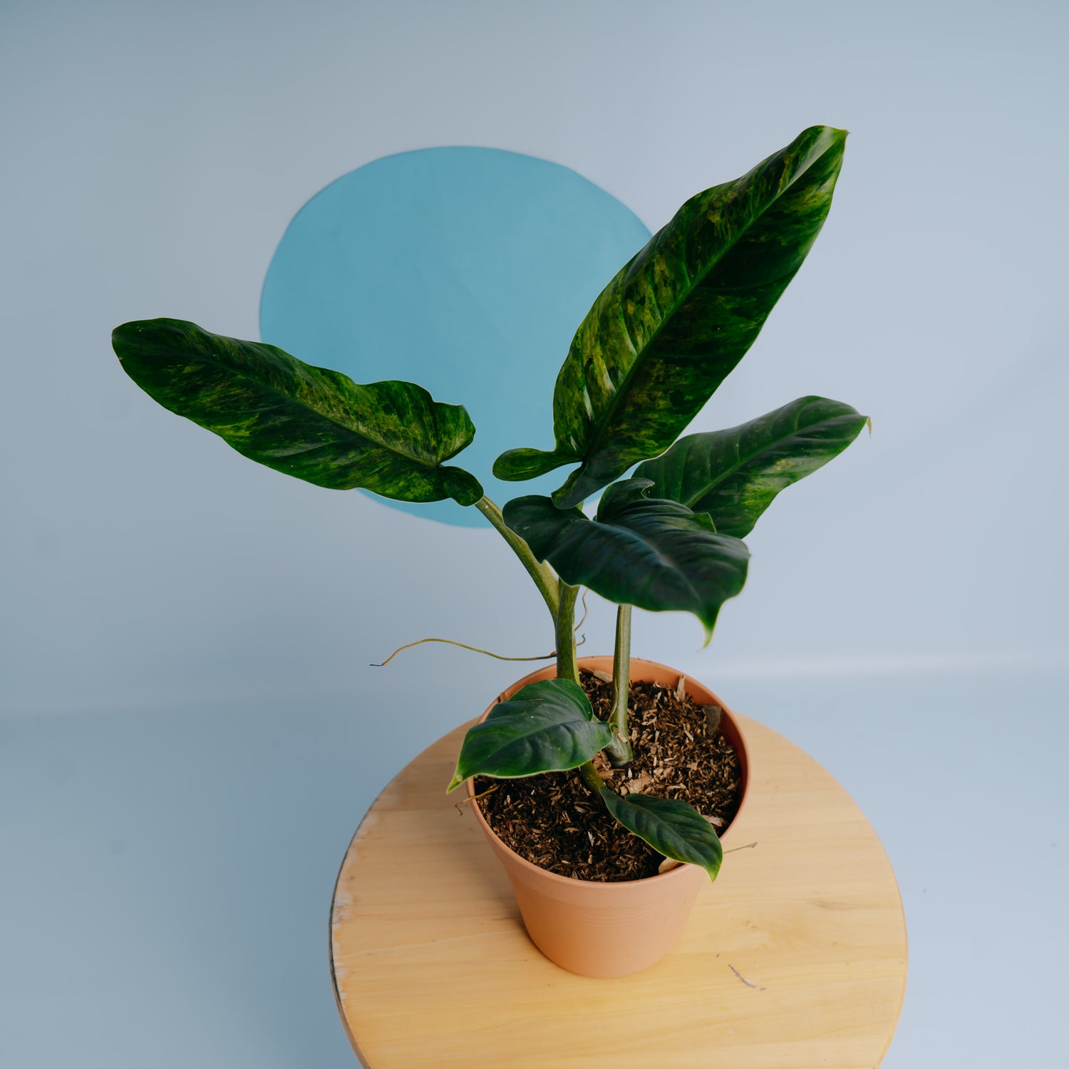 harga philodendron Philodendron Subhastatum Variegated – Greenspaces.id