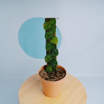 Scindapsus snake scale