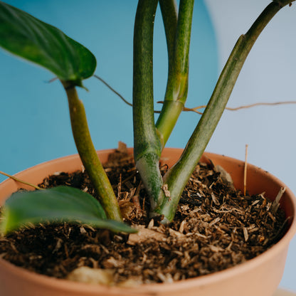 Philodendron Subhastatum Variegated - Greenspaces.id- Greenspaces.idum Variegated