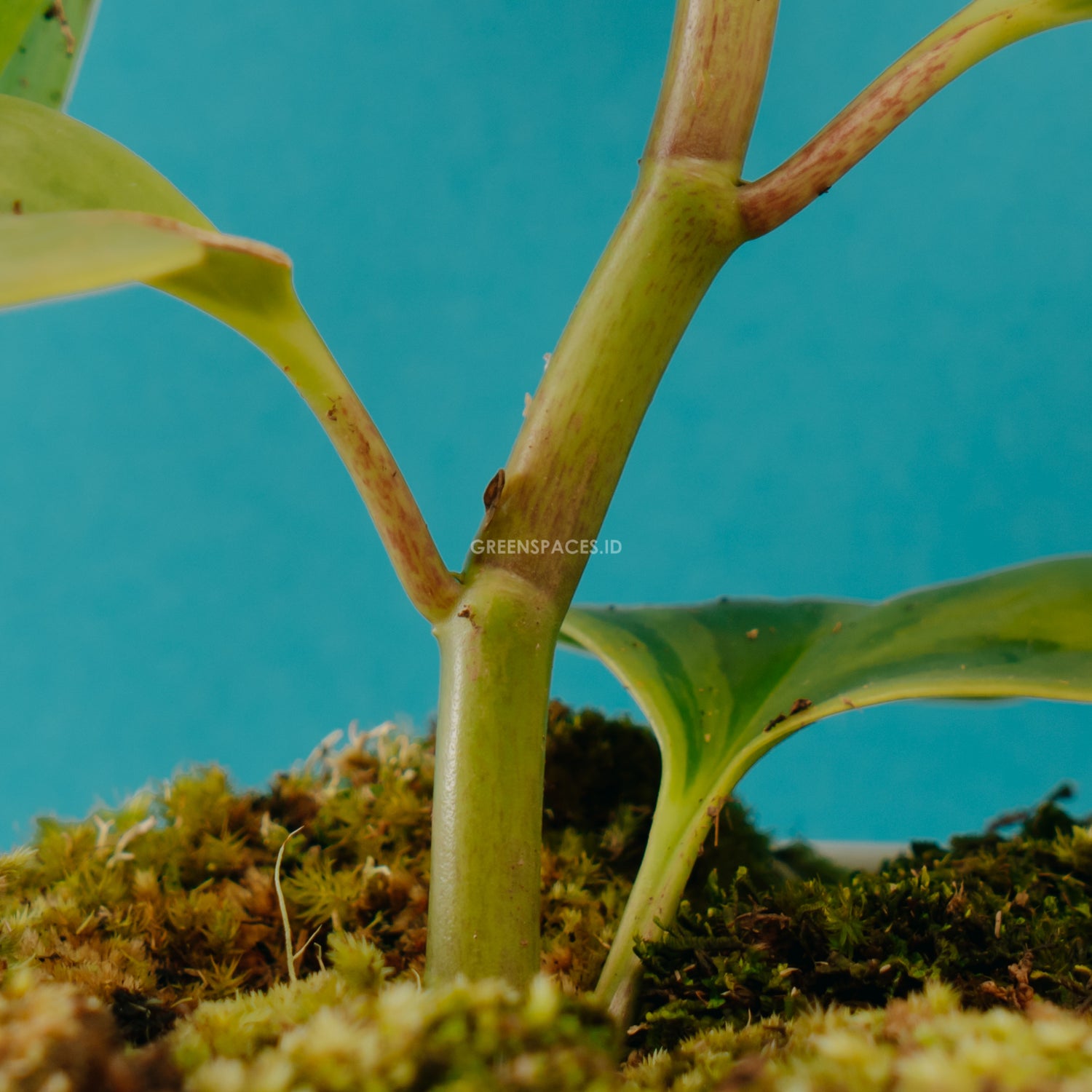 Peperomia obtusifolia variegated - Greenspaces.id