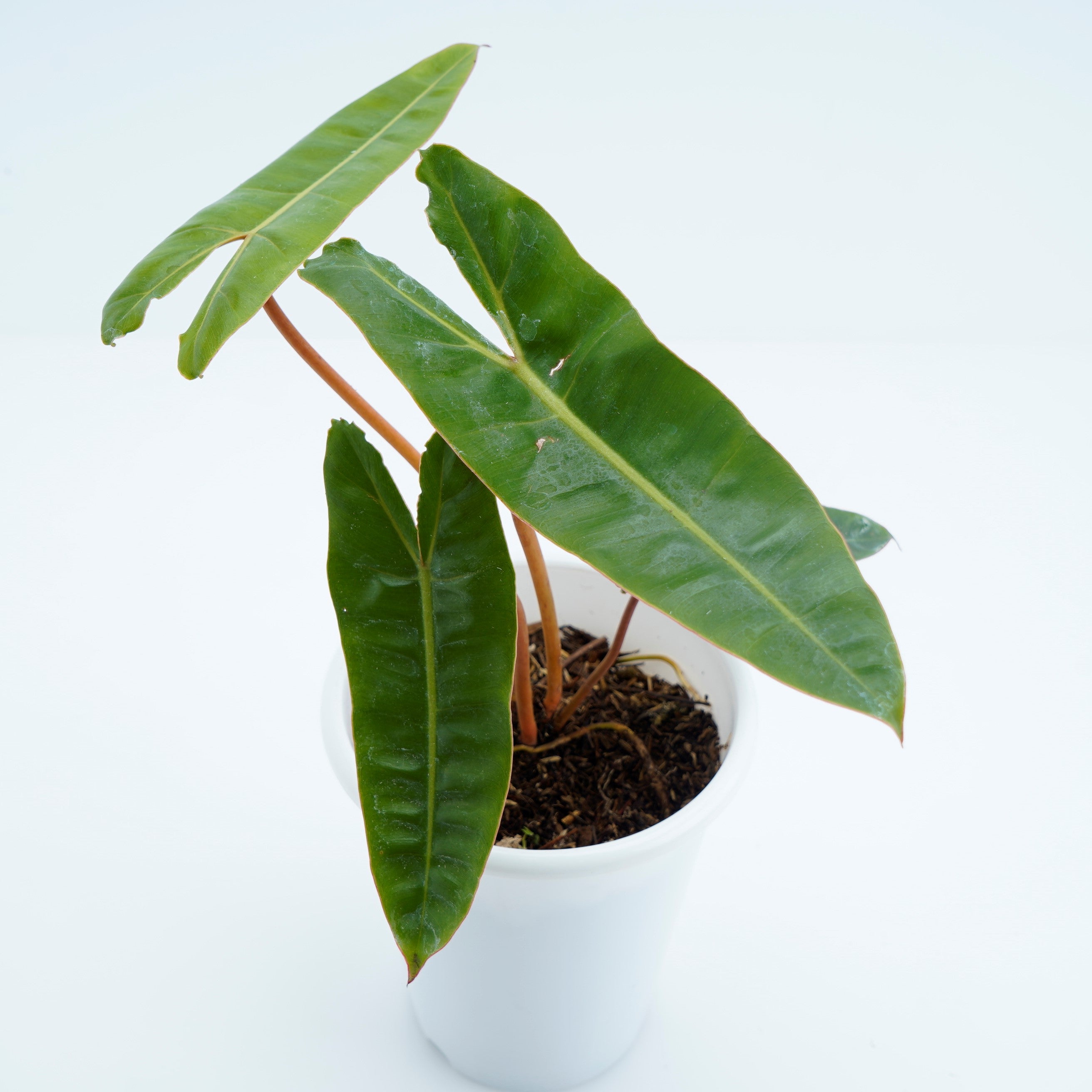 Philodendron Billieteae Ori (Orange Stem) - Greenspaces.id