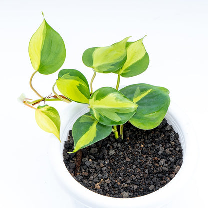 Philodendron Brazil Scandens Medio Pictum - Greenspaces.id