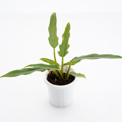 Philodendron Compact Saw