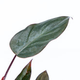 Philodendron Dark Lord - Greenspaces.id