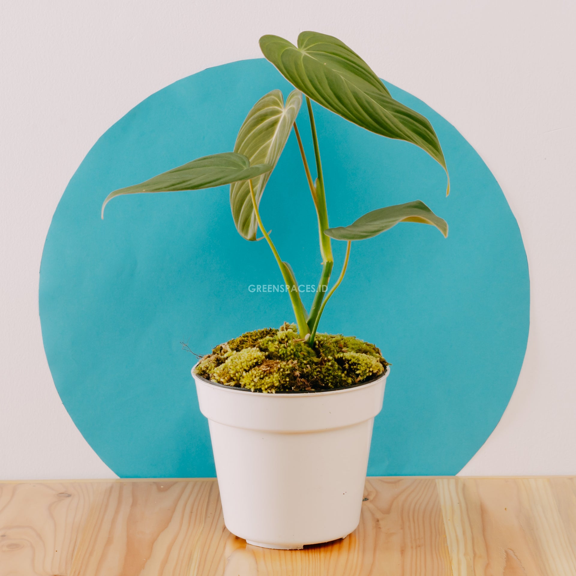 bn78zg philodendron garden Philodendron Glorious