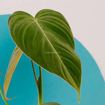 Philodendron Glorious (Gloriosum x Melanochrysum)