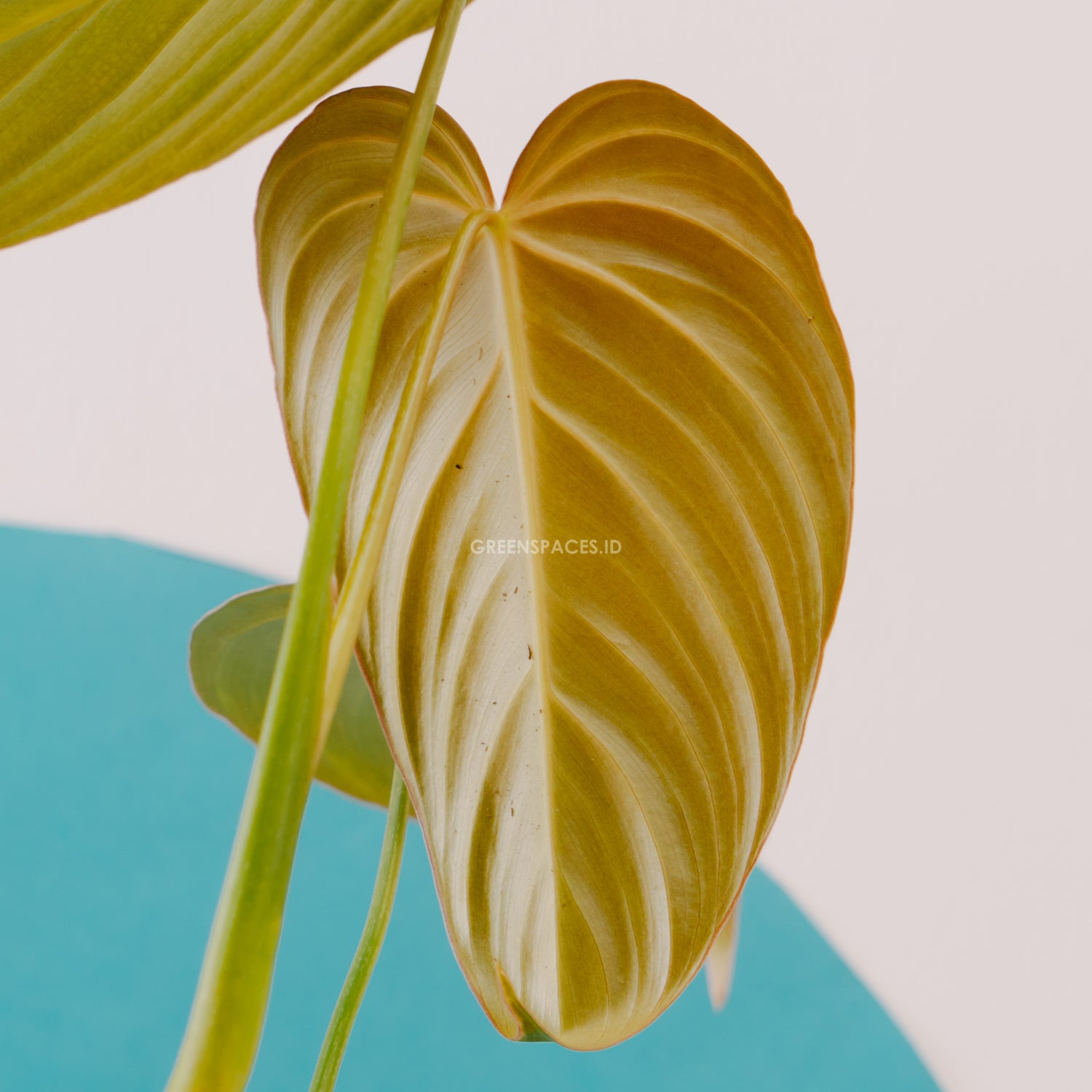 Philodendron Glorious (Gloriosum x Melanochrysum)