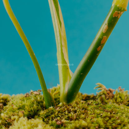 Philodendron Glorious (Gloriosum x Melanochrysum)