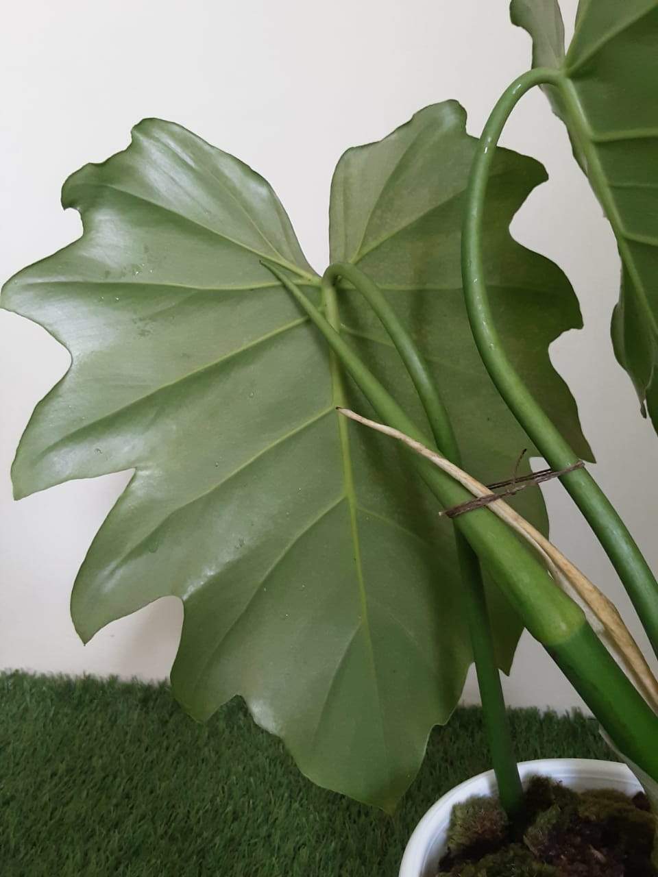 Philodendron Lacerum - Greenspaces.id