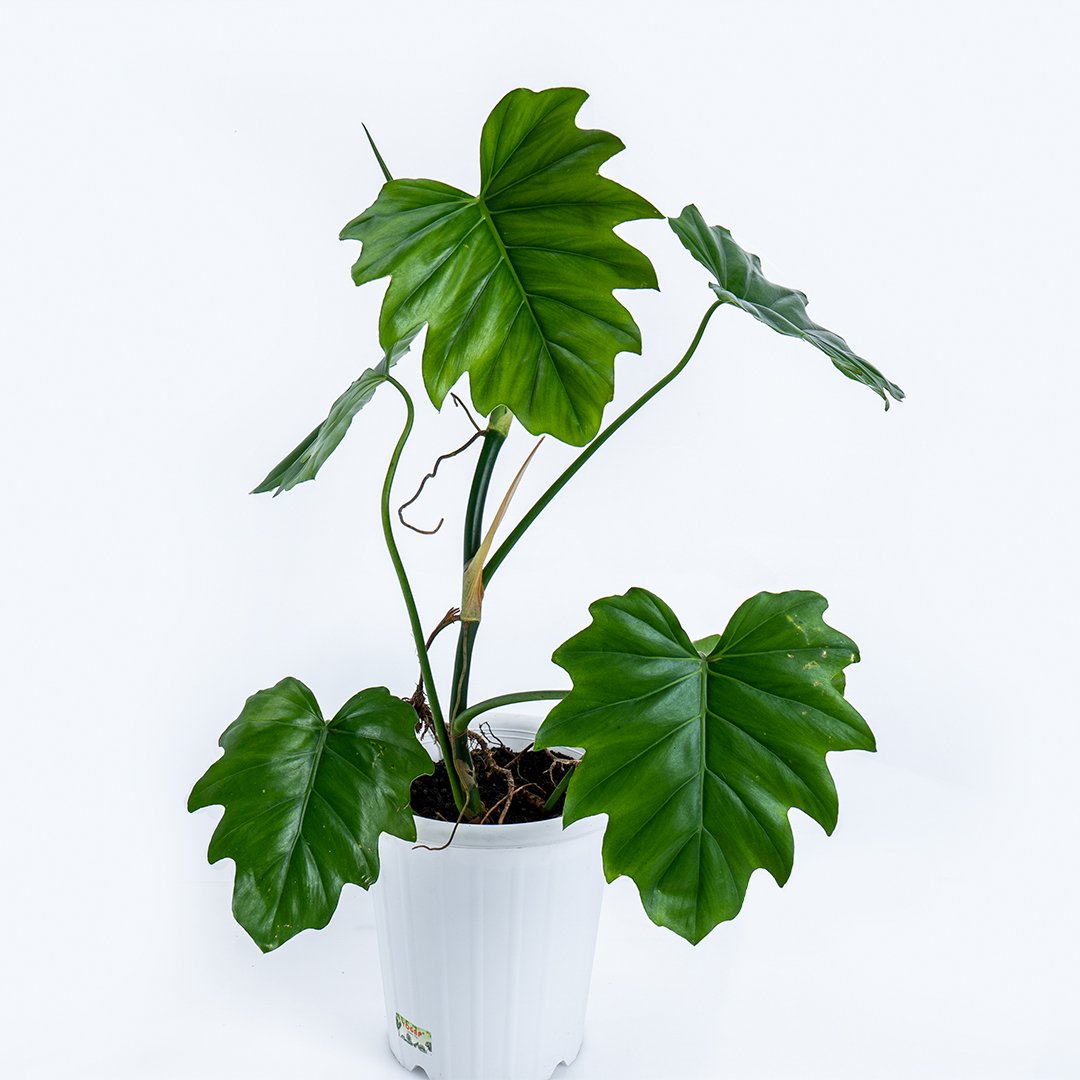 Philodendron Lacerum Big - Greenspaces.id