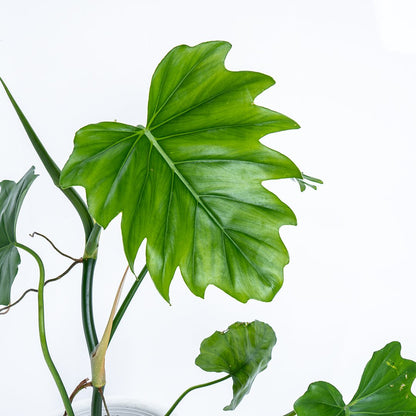 Philodendron Lacerum Big - Greenspaces.id