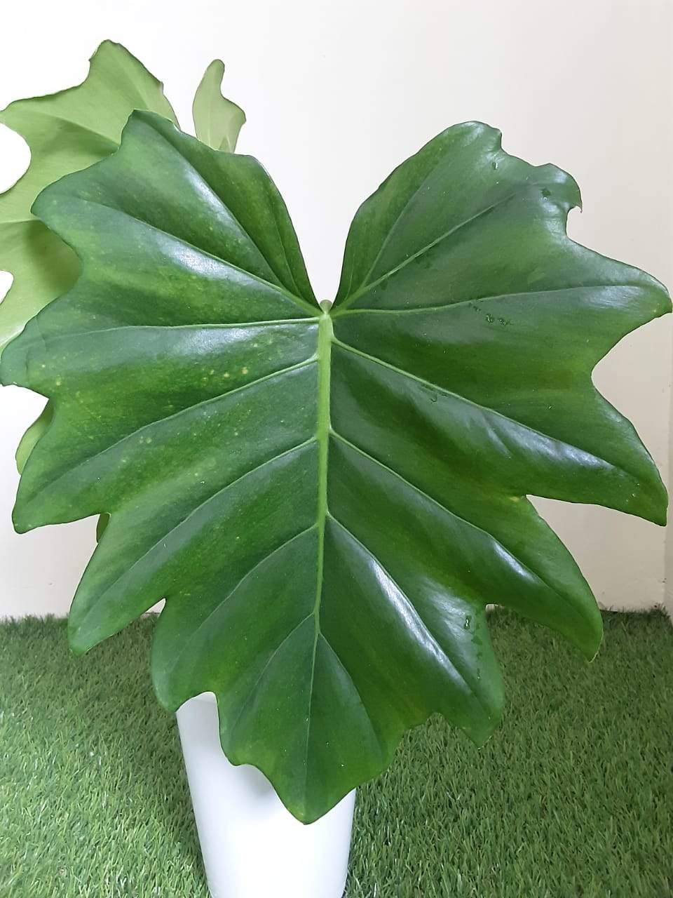 Philodendron Lacerum - Greenspaces.id