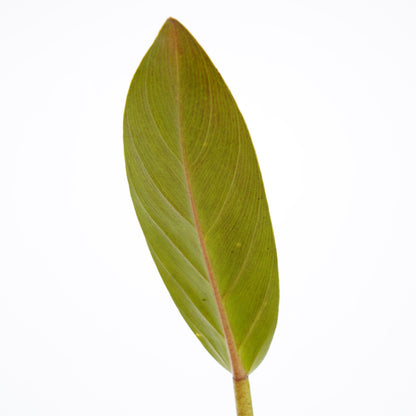 Philodendron Melonii