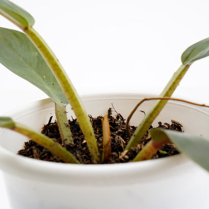 Philodendron Melonii