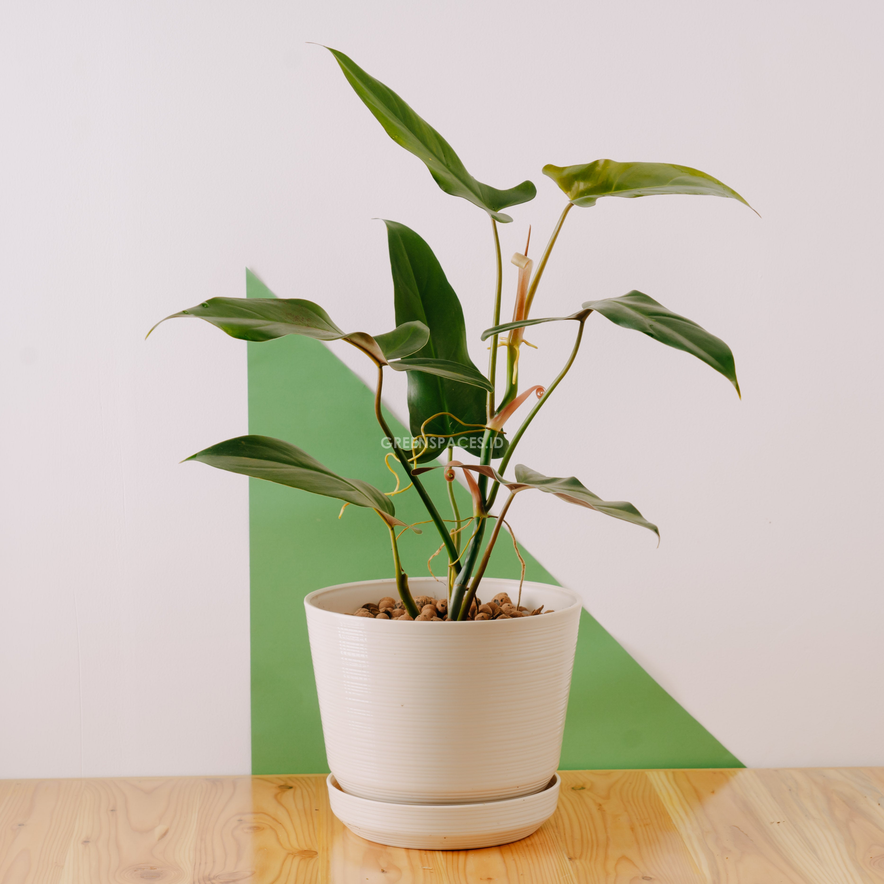 Philodendron Mexicanum – Greenspaces.id